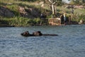 Two buffalos in water or lake, bathing indian buffaloes in lake or pond or river, two black buffaloes in pond bathing in summer Royalty Free Stock Photo