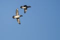 Two Bufflehead Ducks Flying in a Blue Sky Royalty Free Stock Photo