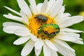 Two bugs Cetonia aurata and Tropinota hirta on chamomile in the garden. Royalty Free Stock Photo