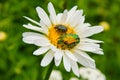 Two bugs on the white daisy flower close up Royalty Free Stock Photo