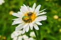 Cetonia aurata and Tropinota hirta on chamomile in the garden. Two bugs on the white daisy flower close up Royalty Free Stock Photo