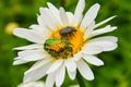 Two bugs - Cetonia aurata and Tropinota hirta on chamomile in the garden. Two bugs on the white daisy flower close up Royalty Free Stock Photo