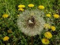 Two bugs on dandelion Royalty Free Stock Photo