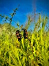 Two bugs are eating leaves on the plant. Royalty Free Stock Photo