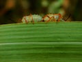 Two bugs hide it behind a wide leaf from the view of the observer