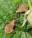 Two bugs are on a leaf Royalty Free Stock Photo