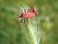 Two beetles