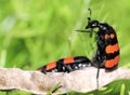 Two bugs mating Royalty Free Stock Photo
