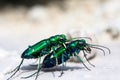 Two bugs mating Royalty Free Stock Photo