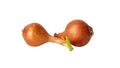 Two bulb onions Royalty Free Stock Photo