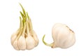 Two bulbs of sprouting garlic Royalty Free Stock Photo