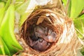 Two bulbul chicks in nest Royalty Free Stock Photo