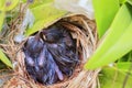 Two bulbul chicks in nest Royalty Free Stock Photo