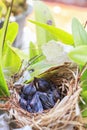 Two bulbul chicks in nest Royalty Free Stock Photo
