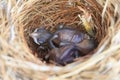 Two bulbul chicks in nest