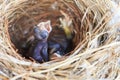 Two bulbul chicks in nest Royalty Free Stock Photo