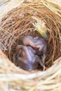 Two bulbul chicks in nest Royalty Free Stock Photo