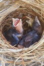 Two bulbul chicks in nest Royalty Free Stock Photo
