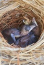 Two bulbul chicks in nest Royalty Free Stock Photo