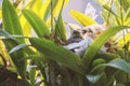 Two bulbul chicks in nest Royalty Free Stock Photo