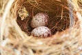 Two bulbul eggs in nest Royalty Free Stock Photo