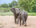 Two bull African elephants fight Royalty Free Stock Photo