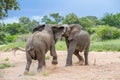 Two bull African elephants fight Royalty Free Stock Photo