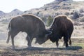 Two bull buffalo fighting Royalty Free Stock Photo