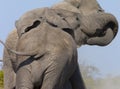 Two Bull Elephants Fighting - Botswana Royalty Free Stock Photo