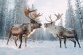 Two bull elk fighting in winter forest. Bull Elk male. Beautiful animal in the nature habitat.