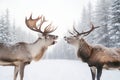 Two bull elk fighting in winter forest. Bull Elk male. Beautiful animal in the nature habitat.