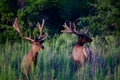 Two Bull Elk in Green Field Royalty Free Stock Photo