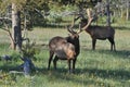 Two bull elk in velvet Royalty Free Stock Photo