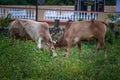 Two bull fighting in Rural area- Tamilnadu