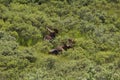 Two bull moose in Denali National Park Royalty Free Stock Photo