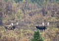 Two bull Moose feeding together in Denali National Park. Royalty Free Stock Photo