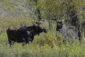 Two Bull Moose standing in green grass. Royalty Free Stock Photo