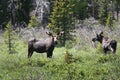 Two Bull Moose in Velvet Royalty Free Stock Photo