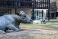 Toronto, Canada - April 8, 2023: Two large Bull statues in Toronto\'s Financial district