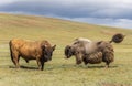 Two Bull Yaks Steppe Mongolia