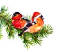 Two bullfinch birds in winter red santa hat and scarf on tree Royalty Free Stock Photo