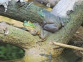 Two Bullfrogs Royalty Free Stock Photo