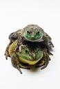 Two Bullfrogs on White Royalty Free Stock Photo