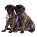 Two bullmastiff puppies Royalty Free Stock Photo
