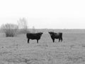 Two bulls in black and white