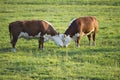 Two bulls butting Royalty Free Stock Photo