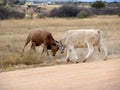 Two bulls fighting Royalty Free Stock Photo