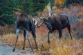 Two bulls fighting in Denali Np, Alaska Royalty Free Stock Photo