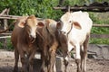 Cow in the farm at Thailand. Royalty Free Stock Photo