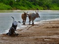 Two bulls and a moterbike at the river bank Royalty Free Stock Photo